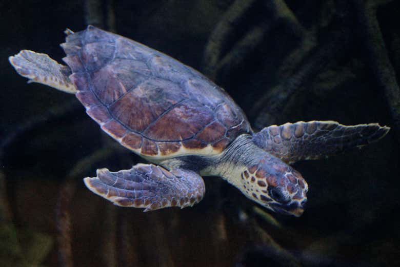 Enjoying the aquarium