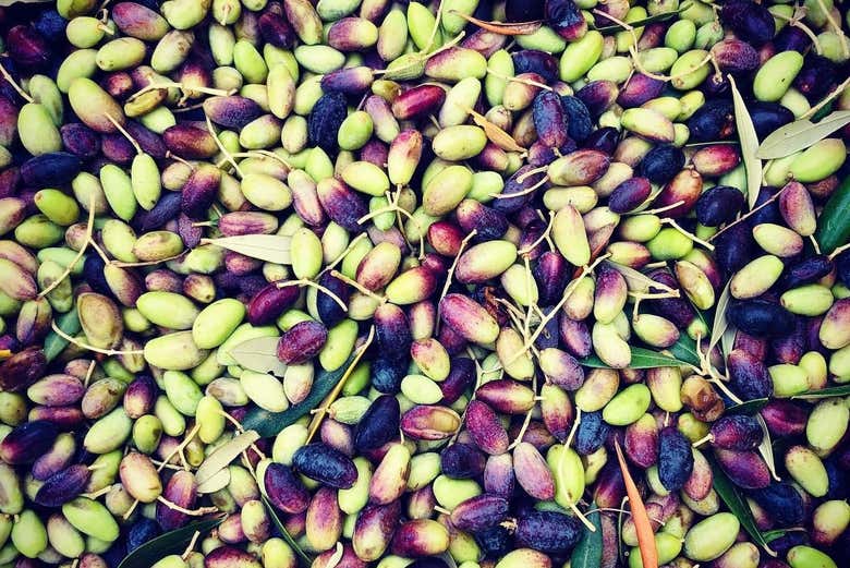 Recolecta de aceitunas