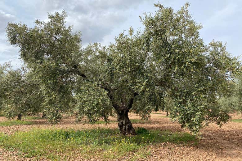 Un olivo milenario