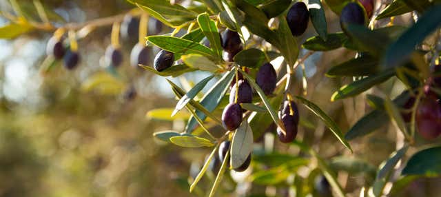 Visita ao lagar S.A.T. 1941 Santa Teresa