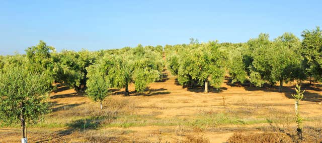 Visita a la finca Herriza de La Lobilla + Cata de aceites