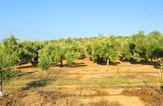 Herriza de La Lobilla Visit + Olive Oil Tasting