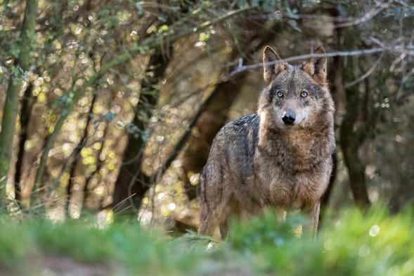 Observation de loup ibérique en Asturies