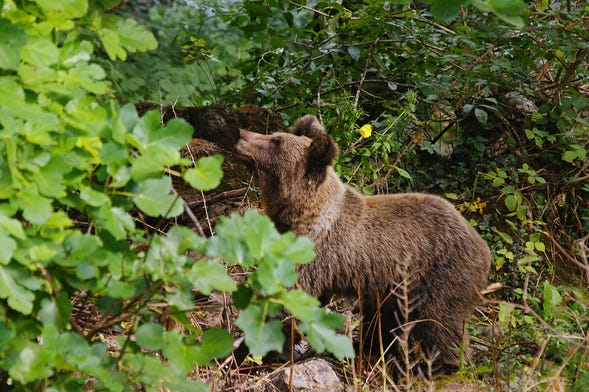 Observation d'ours brun européens en Asturies