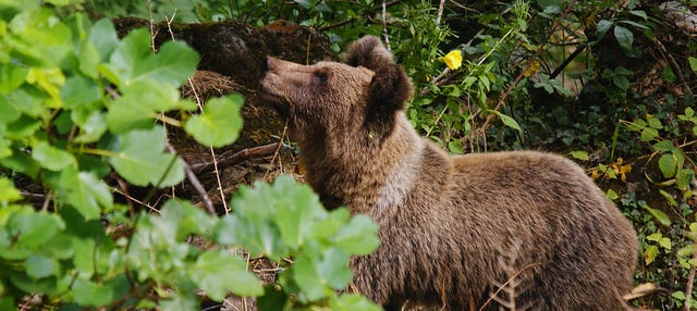 Observation d'ours brun européens en Asturies