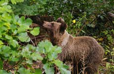 Avistamiento de oso pardo cantábrico en Asturias