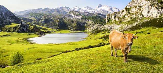 Excursion à Covadonga en petit groupe