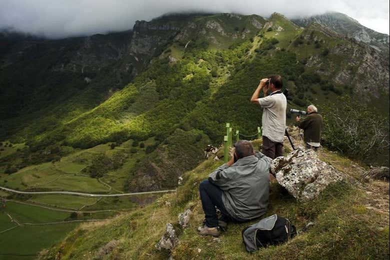 En busca del oso pardo cantábrico