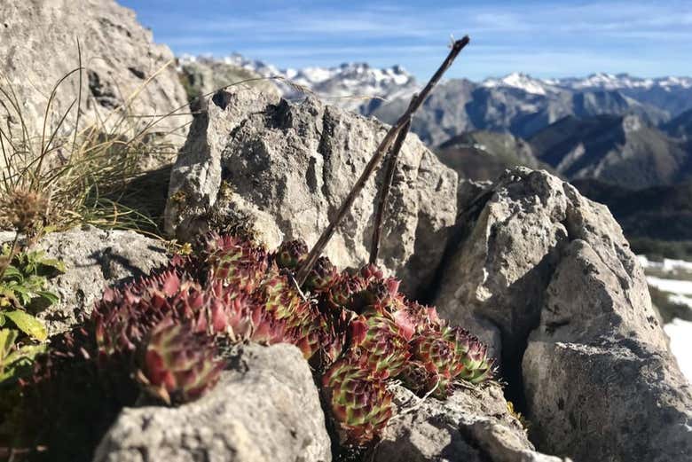 Flora típica de Ponga