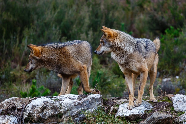 Observation de loup ibérique en Asturies