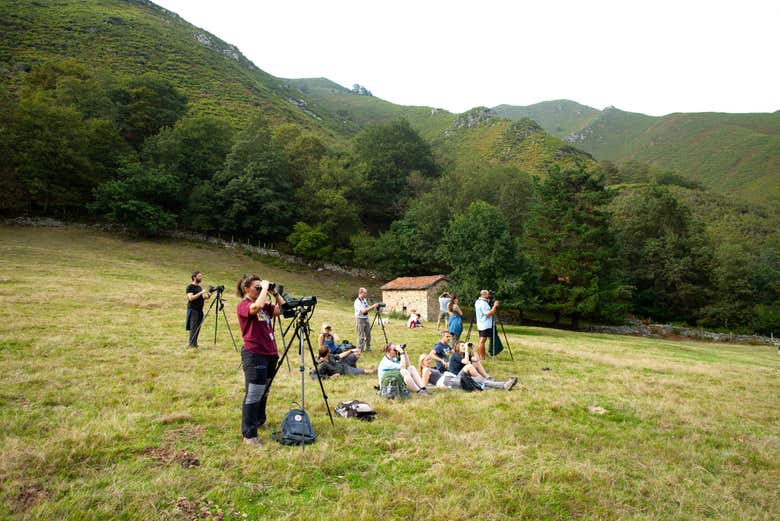 Presenciando la berrea del ciervo