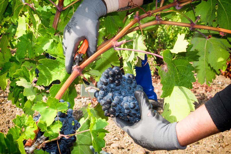 Recolectando las uvas