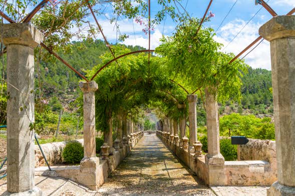 Excursão aos Jardins de Alfabia saindo de Palma