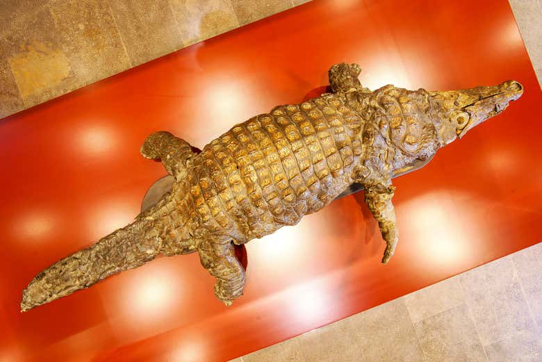 El Museo de Arte Sacro expone un singular cocodrilo