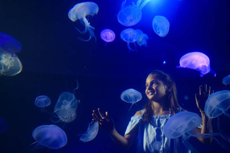Le meduse del Palma Aquarium