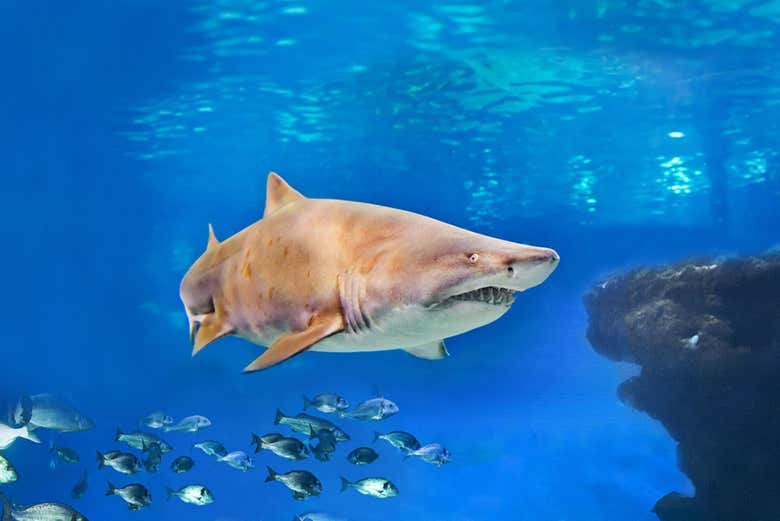 Squalo toro del Palma Aquarium