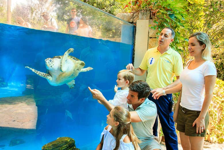 Tartarughe del Palma Aquarium