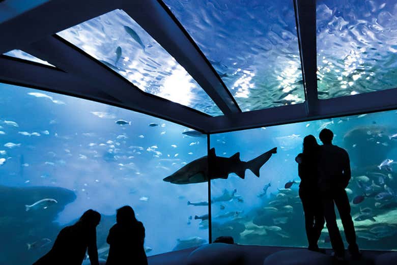 Big Blue Palma Aquarium