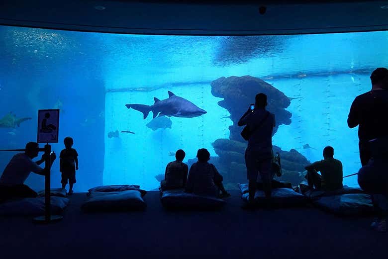 Visitando il Palma Aquarium