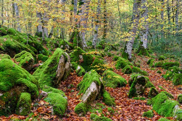 Excursión a la Selva de Irati