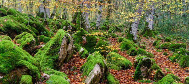 Excursión a la Selva de Irati