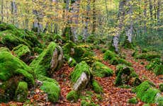 Excursión a la Selva de Irati