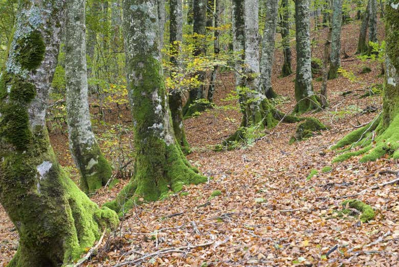 Bosques de la selva de Irati