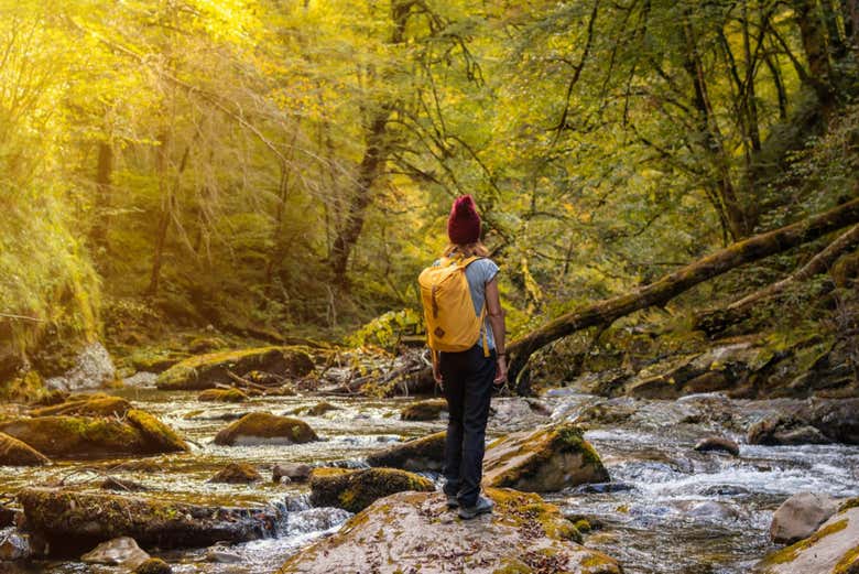 Riachuelo en la Selva de Irati