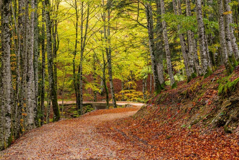 Senderos en la Selva de Irati