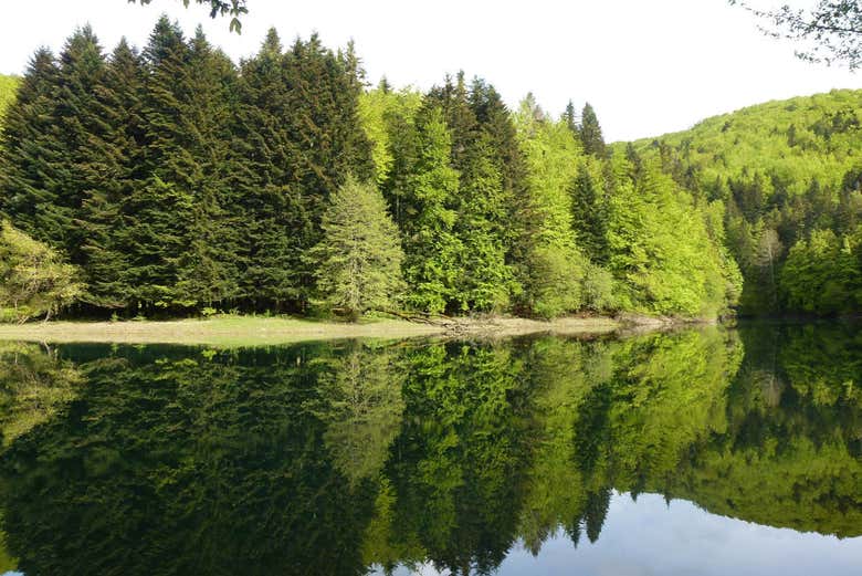 Paisajes de la selva de Irati