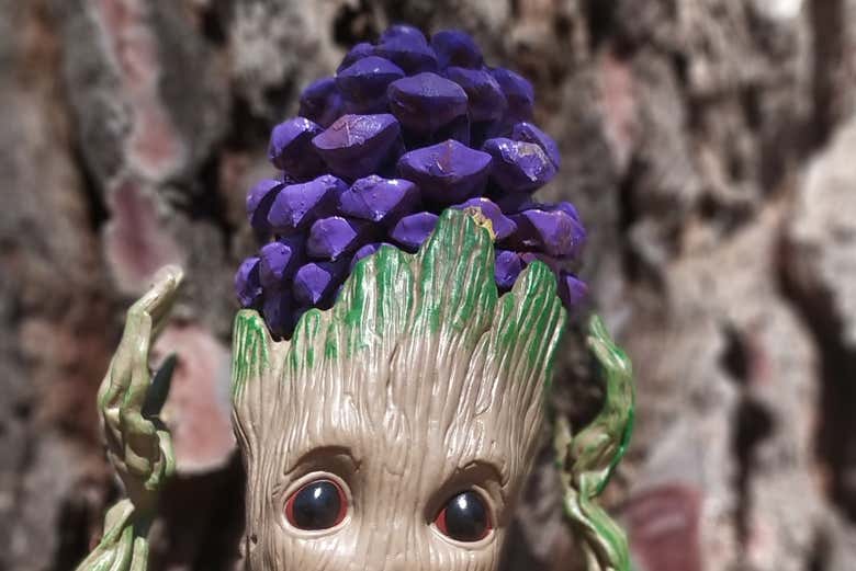 À la découverte du monde des pignons de pin