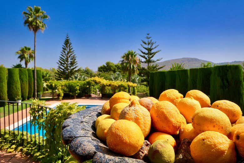 Oranges de Valence