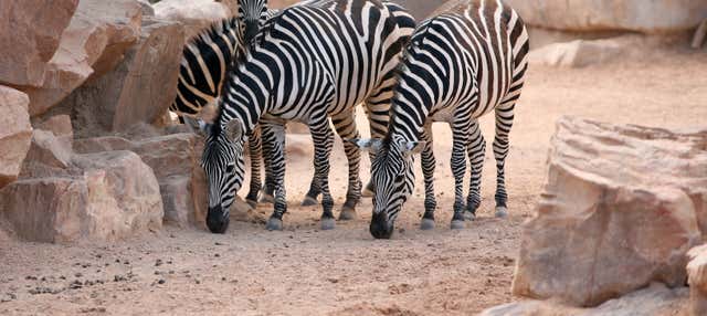 Excursión a Valencia + Bioparc