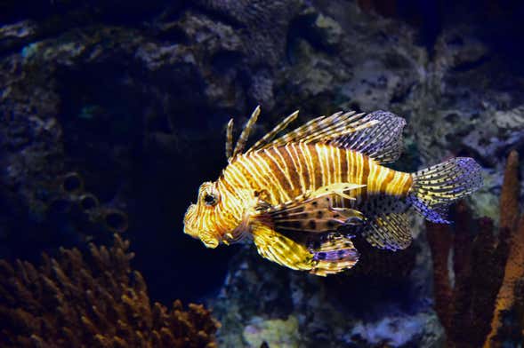 Escursione a Valencia + Oceanogràfic ed Hemisfèric