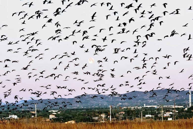 Birds in the Delta del Ebro
