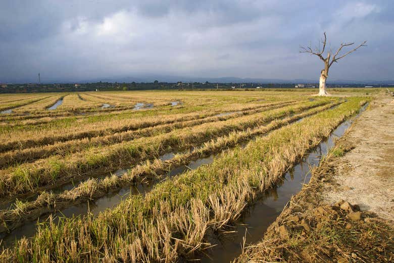 Rice fields