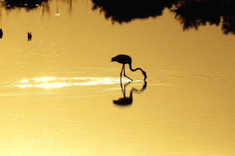Flamingo in the Delta del Ebro