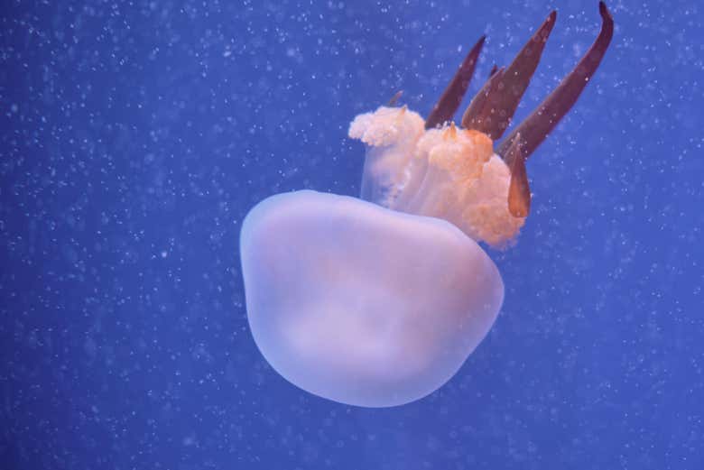 Enjoying the aquarium