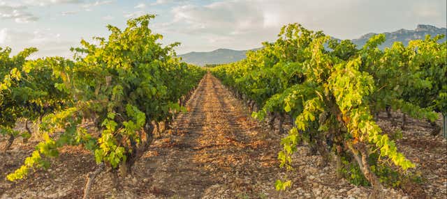 Visita a las bodegas Dominio Lubiano