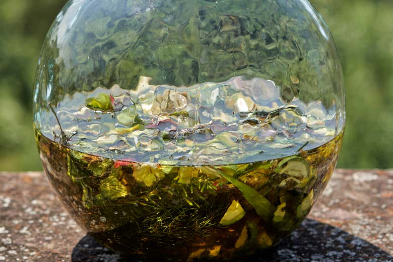 A typical Catalan herbal liqueur