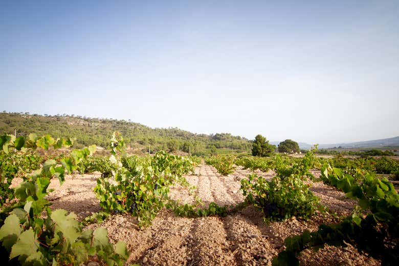 Viñedos de las Bodegas Volver