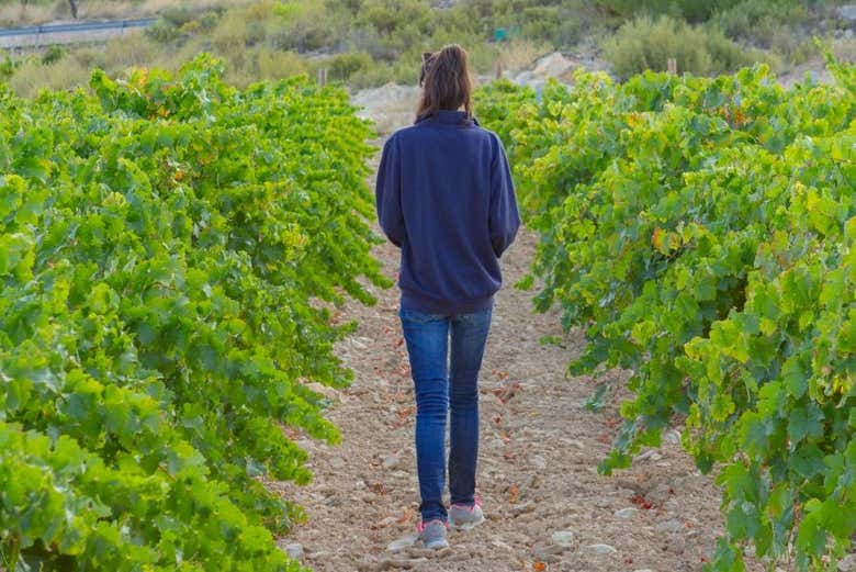Recorriendo los viñedos