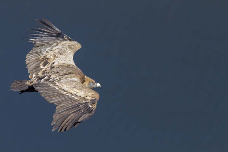 Avistamento de aves em Monfragüe