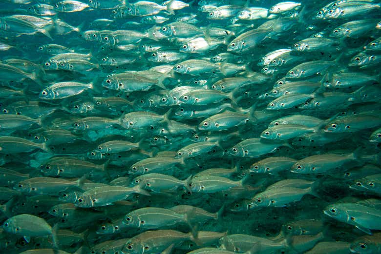 Un banc de poissons