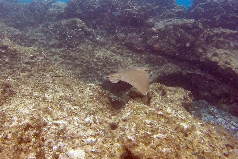 Mantarraya en la playa de Papagayo