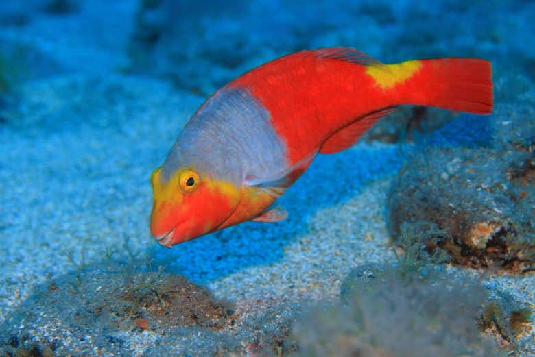 Parrotfish