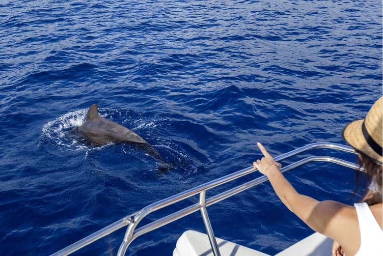 Avistando cetáceos en el litoral tinerfeño