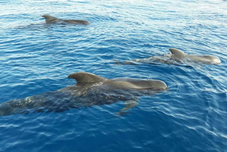 Calderones en la costa de Tenerife