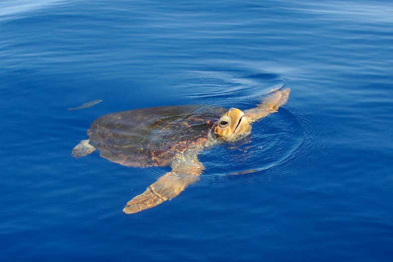 Diversidad marina en un entorno mágico