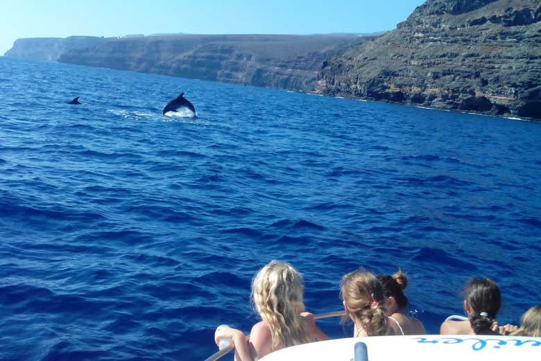 Avistamiento de delfines en La Gomera